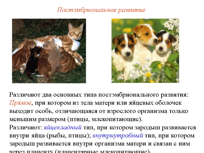 Постэмбриональное развитие Различают два основных типа постэмбрионального развития: Прямое, при котором из тела Постэмбриональное развитие Различают два основных типа постэмбрионального развития: Прямое, при котором из тела